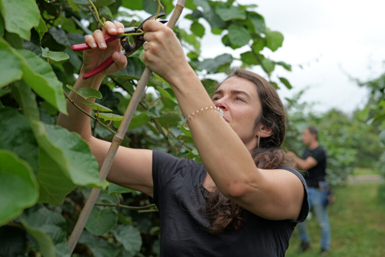 Eva is pruning the kiwi plants